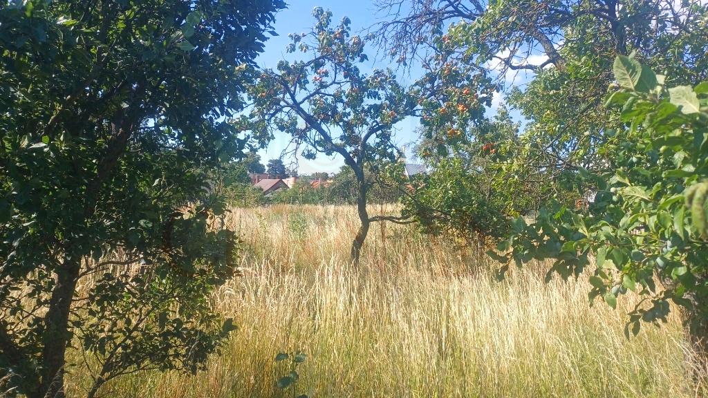 Stavebná parcela 1281m2 intravilán, Malé Ozorovce, okr. Trebišov – fotografia 1