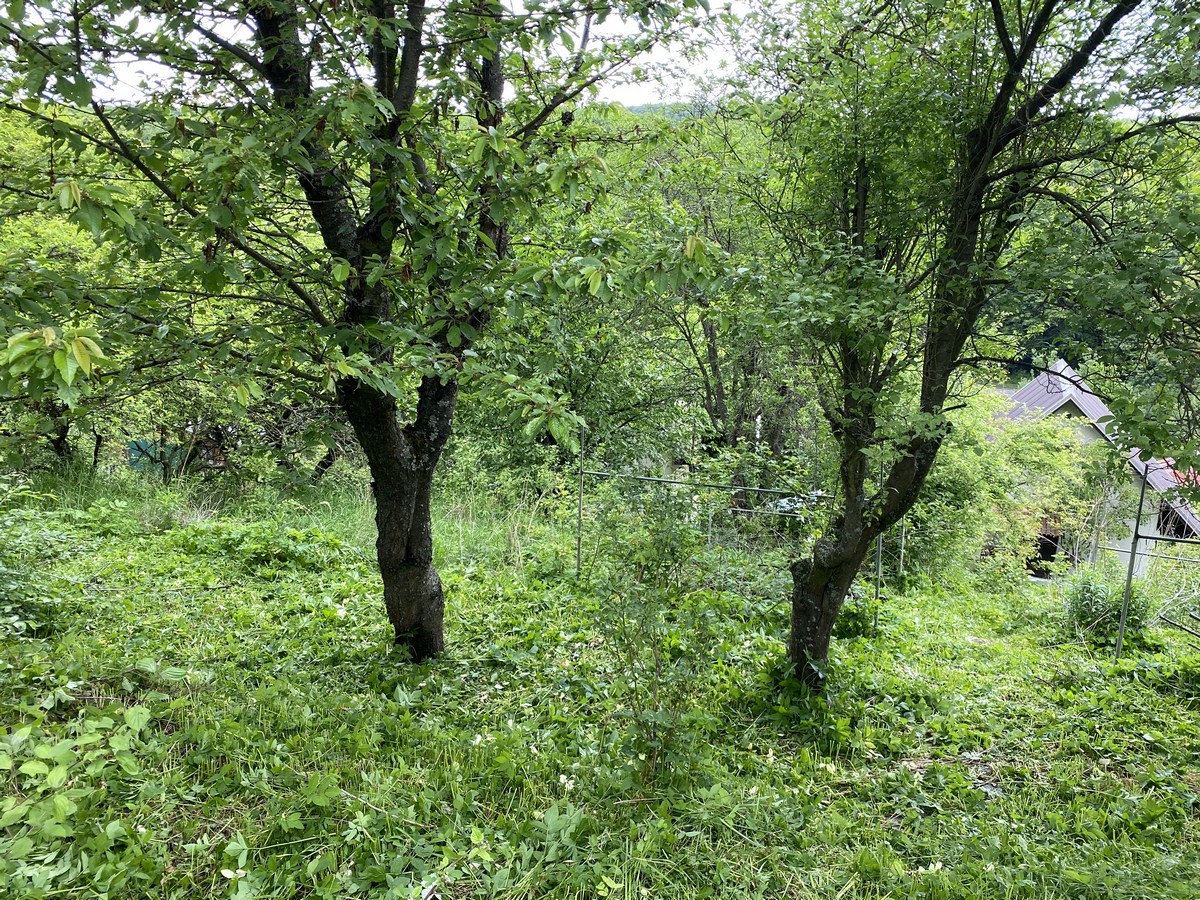 Záhrada 383 m2 s chatou 2izb Košice – Zdoba – fotografia 5
