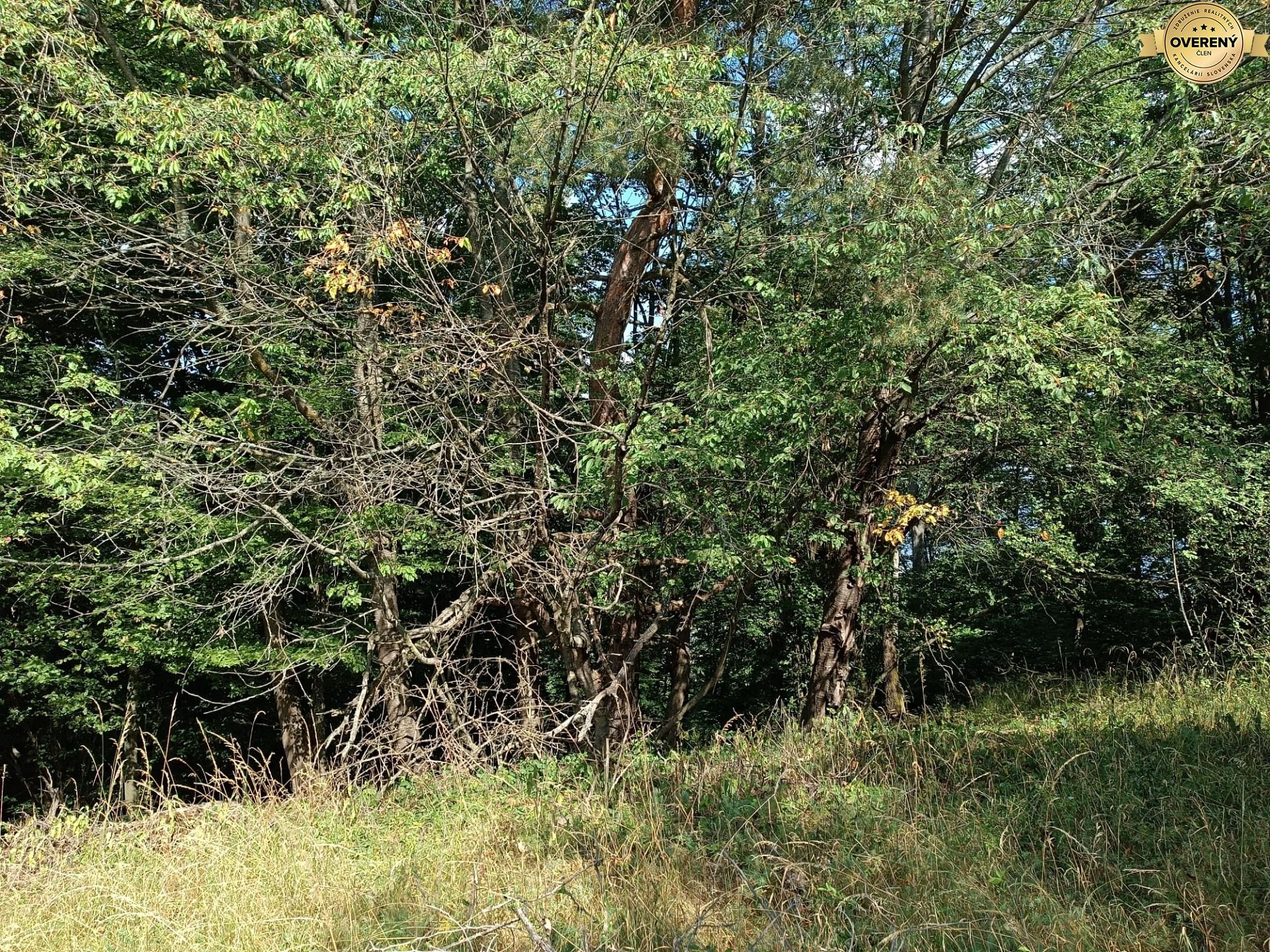 Na predaj pozemok v lese Hrabičov – fotografia 5