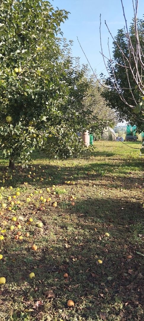 Menší rodinný dom na predaj s veľkým pozemkom v Nových Zámkoch. – fotografia 6