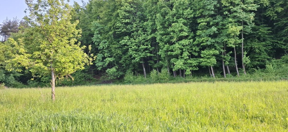 Stavebný pozemok pod lesom - ul. Jesenského – fotografia 10