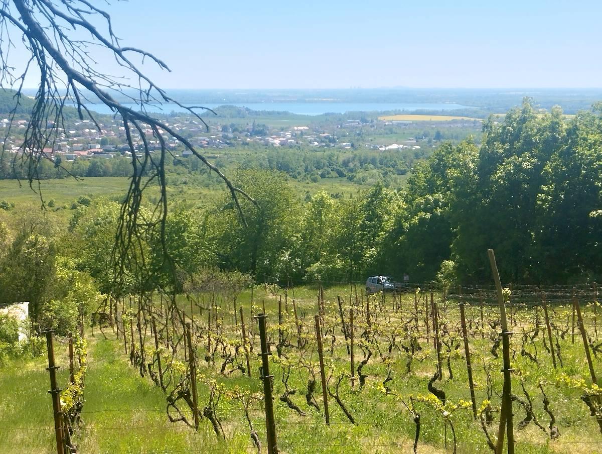 ZNÍŽENÁ CENA, Vinica s výhľadom na Zemplínsku šíravu – fotografia 1